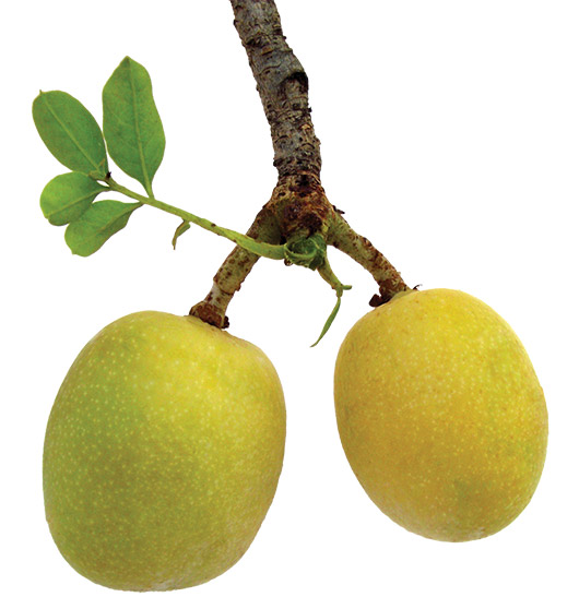 Olio di Marula